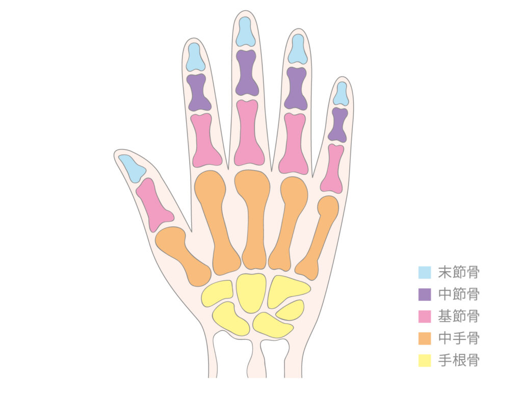 手の骨の画像